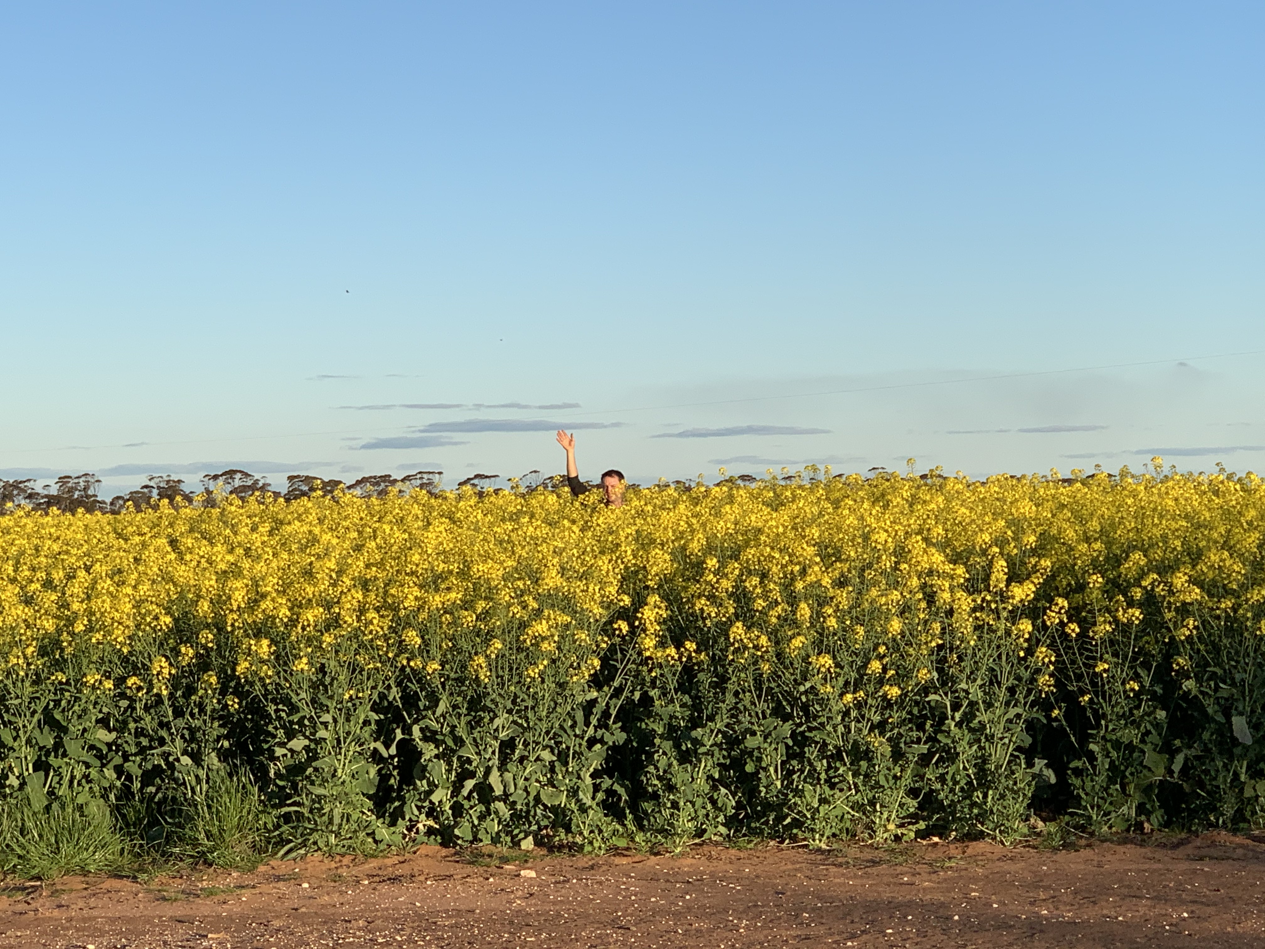 Canola crop at Windarra