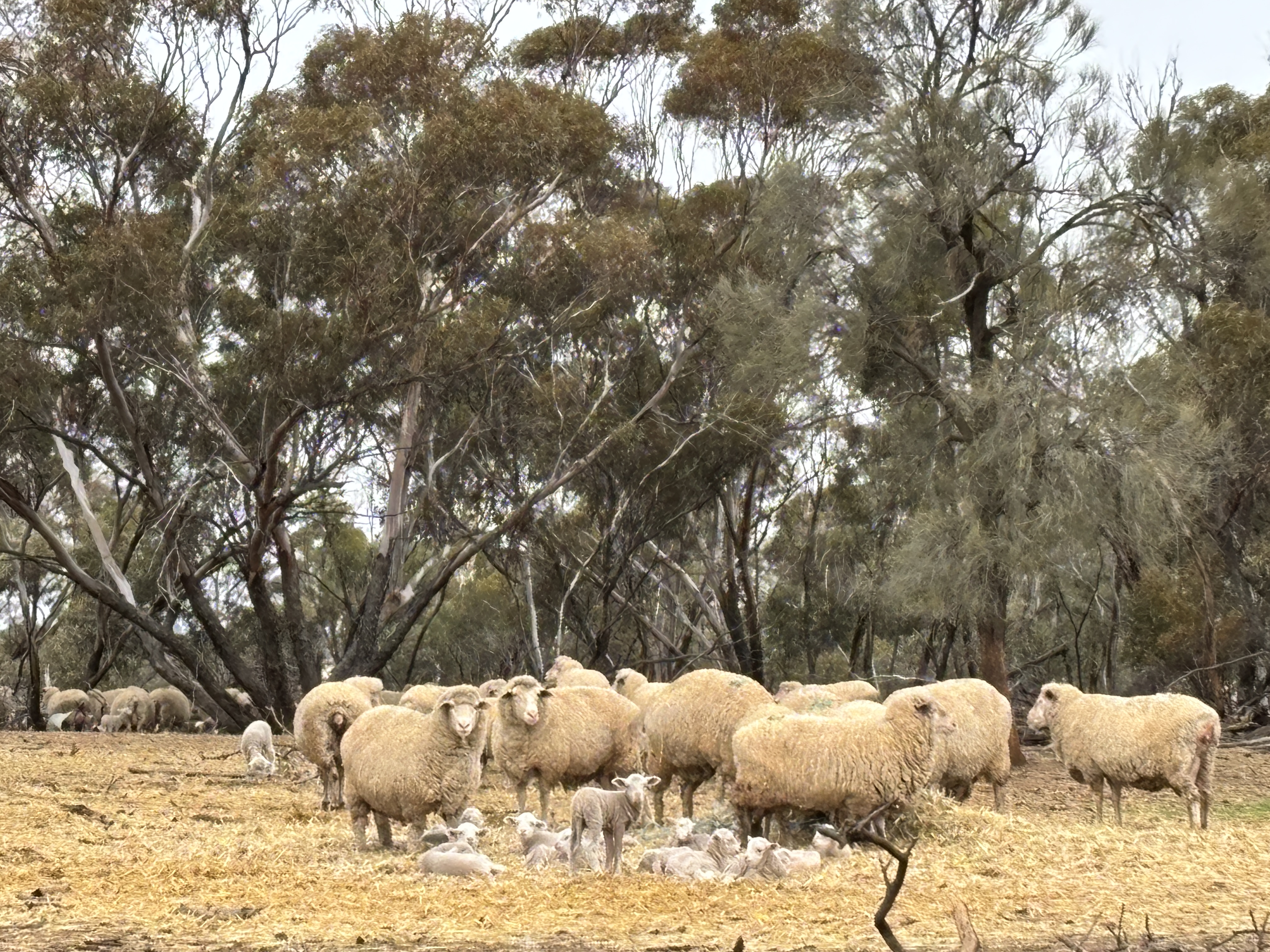 Sheep grazing at Milton